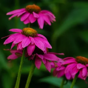 Set 2 of Purple Coneflower Plants Live, 4 to 6 Inches Tall, Echinacea Plant in Quart Pot