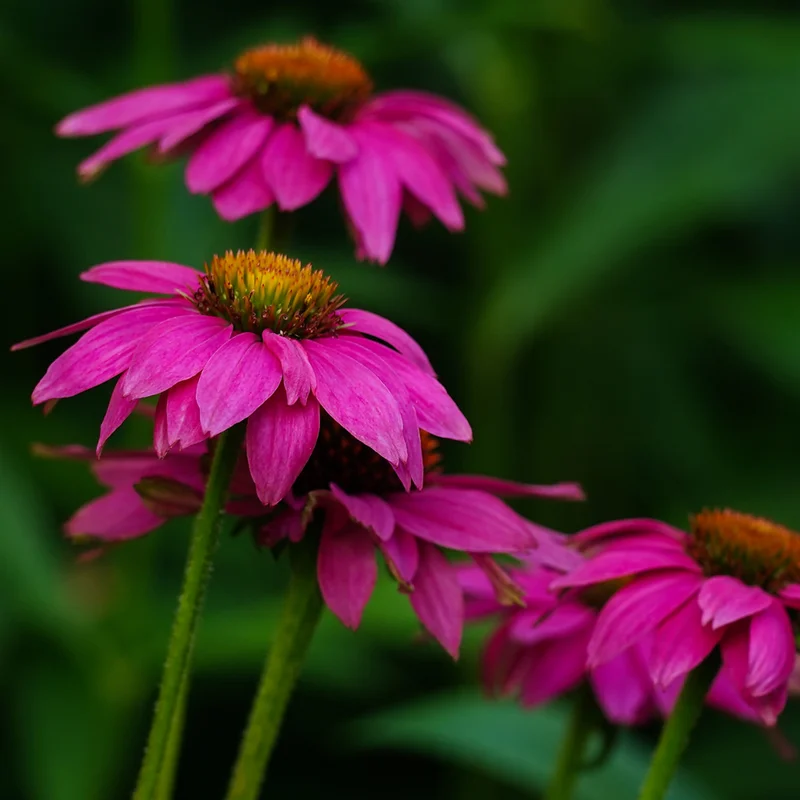 Set 2 of Purple Coneflower Plants Live, 4 to 6 Inches Tall, Echinacea Plant in Quart Pot