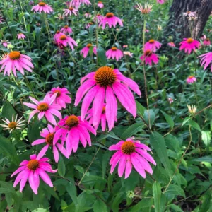 Set 2 of Purple Coneflower Plants Live, 4 to 6 Inches Tall, Echinacea Plant in Quart Pot
