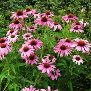 Set 2 of Purple Coneflower Plants Live, 4 to 6 Inches Tall, Echinacea Plant in Quart Pot