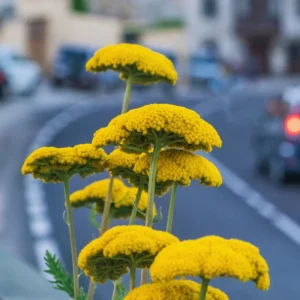 Achillea Yarrow Plants Live, 4 to 6 Inches Tall, Yarrow Flower Plant for Your Garden