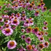 Purple Echinacea Coneflower Plant Live, Echinacea Plant in Quart Pot, Planting Indoor Or Outdoor