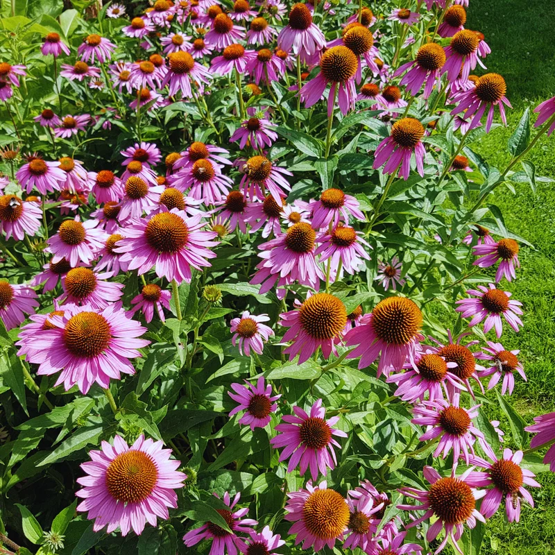 Set 2 of Purple Coneflower Plants Live, 4 to 6 Inches Tall, Echinacea Plant in Quart Pot