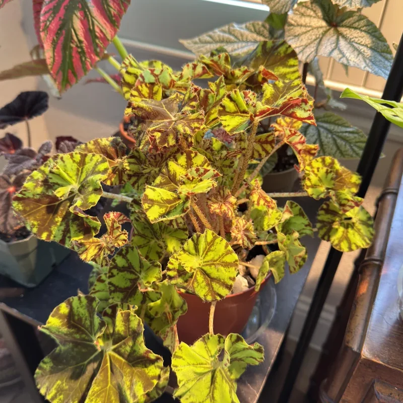 Begonia Live Plants, Set 2 Mix Begonia House Plants Live 4 to 5 Inches Height No Pot, Rare Begonia Plants For Ornament