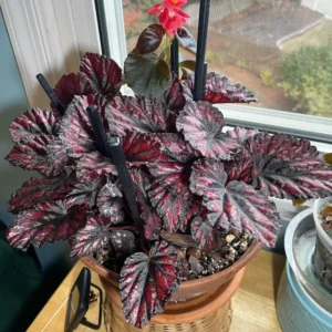 Begonia Live Plants, Set 2 Mix Begonia House Plants Live 4 to 5 Inches Height No Pot, Rare Begonia Plants For Ornament