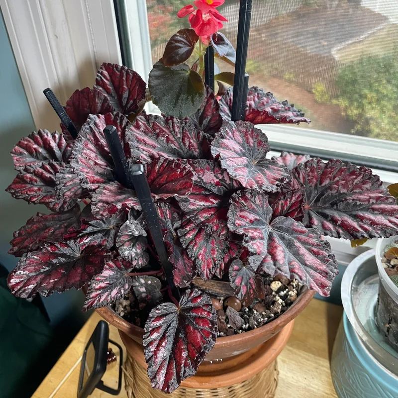 Begonia Live Plants, Set 2 Mix Begonia House Plants Live 4 to 5 Inches Height No Pot, Rare Begonia Plants For Ornament