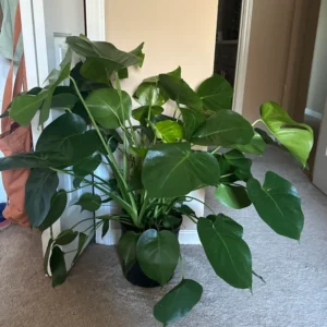 Monstera Plant Live, Starter Monstera Deliciosa Plant, Live Monstera Plant Indoor From 5 Inches Tall Bareroot