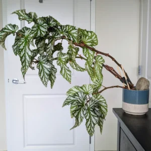 Begonia Plants, Pack 2 Mixed Begonia Plants Live, Indoor Plants For Houseplant, Rare Begonia From 3 To 5 Inches Tall Bareroot