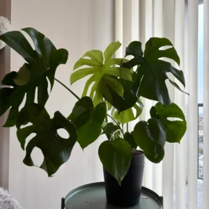 Monstera Plant Live, Starter Monstera Deliciosa Plant, Live Monstera Plant Indoor From 5 Inches Tall Bareroot