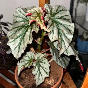 Begonia Live Plants, Set 2 Mix Begonia House Plants Live 4 to 5 Inches Height No Pot, Rare Begonia Plants For Ornament