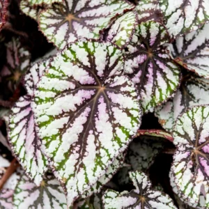 Begonia Plants, Pack 2 Mixed Begonia Plants Live, Indoor Plants For Houseplant, Rare Begonia From 3 To 5 Inches Tall Bareroot