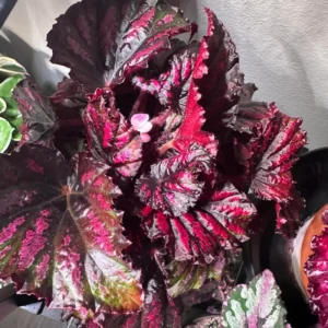 Begonia Plants, Pack 2 Mixed Begonia Plants Live, Indoor Plants For Houseplant, Rare Begonia From 3 To 5 Inches Tall Bareroot