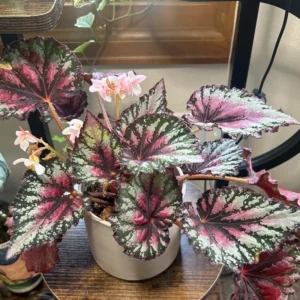 Begonia Plants, Pack 2 Mixed Begonia Plants Live, Indoor Plants For Houseplant, Rare Begonia From 3 To 5 Inches Tall Bareroot