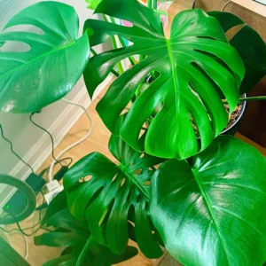 Monstera Plant Live, Starter Monstera Deliciosa Plant, Live Monstera Plant Indoor From 5 Inches Tall Bareroot