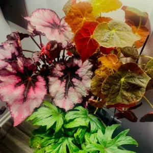 Begonia Live Plants, Set 2 Mix Begonia House Plants Live 4 to 5 Inches Height No Pot, Rare Begonia Plants For Ornament