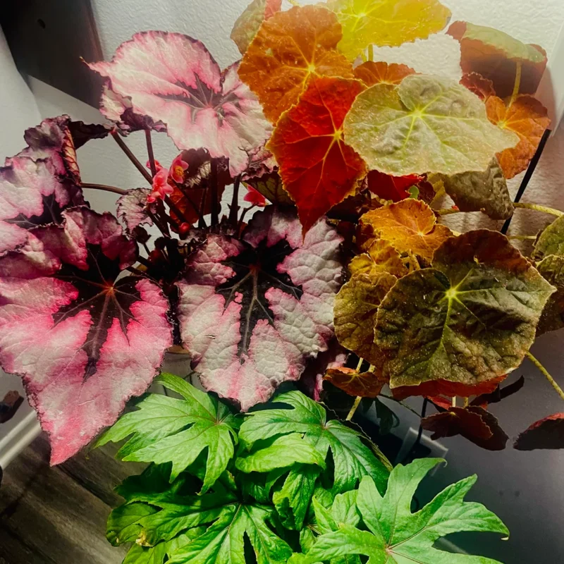 Begonia Live Plants, Set 2 Mix Begonia House Plants Live 4 to 5 Inches Height No Pot, Rare Begonia Plants For Ornament