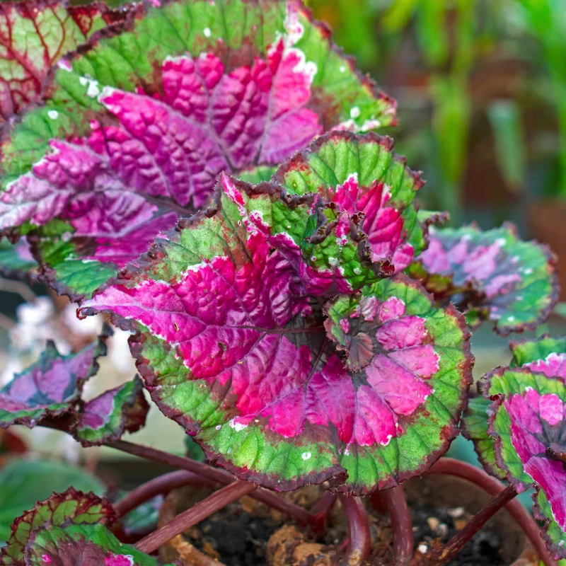 Begonia Live Plants, Set 2 Mix Begonia House Plants Live 4 to 5 Inches Height No Pot, Rare Begonia Plants For Ornament