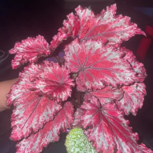 Begonia Live Plants, Set 2 Mix Begonia House Plants Live 4 to 5 Inches Height No Pot, Rare Begonia Plants For Ornament