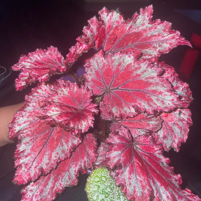 Begonia Live Plants, Set 2 Mix Begonia House Plants Live 4 to 5 Inches Height No Pot, Rare Begonia Plants For Ornament