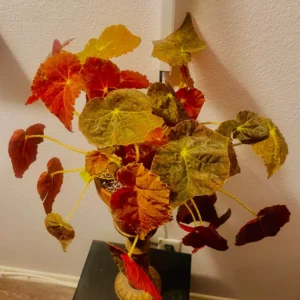 Begonia Plants, Pack 2 Mixed Begonia Plants Live, Indoor Plants For Houseplant, Rare Begonia From 3 To 5 Inches Tall Bareroot
