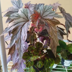 Begonia Plants, Pack 2 Mixed Begonia Plants Live, Indoor Plants For Houseplant, Rare Begonia From 3 To 5 Inches Tall Bareroot