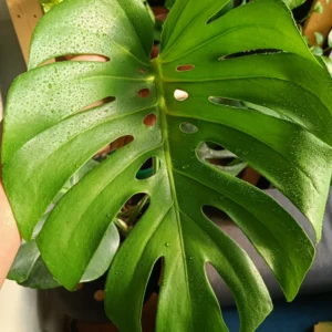 Monstera Plant, Live Monstera Deliciosa, Monstera Indoor Plant, Live Indoor Plant, From 5 to 6 Inches Height No Pot