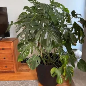 Monstera Plant, Live Monstera Deliciosa, Monstera Indoor Plant, Live Indoor Plant, From 5 to 6 Inches Height No Pot