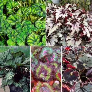 Begonia Plants, Pack 2 Mixed Begonia Plants Live, Indoor Plants For Houseplant, Rare Begonia From 3 To 5 Inches Tall Bareroot