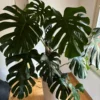 Monstera Plant Live, Starter Monstera Deliciosa Plant, Live Monstera Plant Indoor From 5 Inches Tall Bareroot