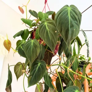 Philodendron Micans, Philodendron Micans Live Plant, Philodendron Micans Velvet Leaf Plant From 4 To 6 Inches Tall No Pot