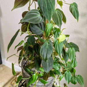 Philodendron Micans, Philodendron Micans Live Plant, Philodendron Micans Velvet Leaf Plant From 4 To 6 Inches Tall No Pot