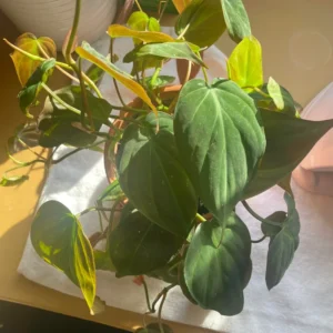 Philodendron Micans, Philodendron Micans Live Plant, Philodendron Micans Velvet Leaf Plant From 4 To 6 Inches Tall No Pot