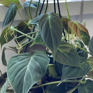 Philodendron Micans Live Plant, Philodendron Micans 6 Inch Tall, Velvet Leaf Philodendron Micans Plant