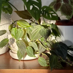 Micans Philodendron Plant Live, Red Velvet Philodendron Micans From 4 Inches Tall Bareroot, Philodendron Micans Plant Live House Plant