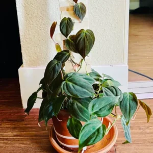 Philodendron Micans, Philodendron Micans Live Plant, Philodendron Micans Velvet Leaf Plant From 4 To 6 Inches Tall No Pot