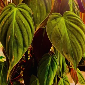 Micans Philodendron Plant Live, Red Velvet Philodendron Micans From 4 Inches Tall Bareroot, Philodendron Micans Plant Live House Plant