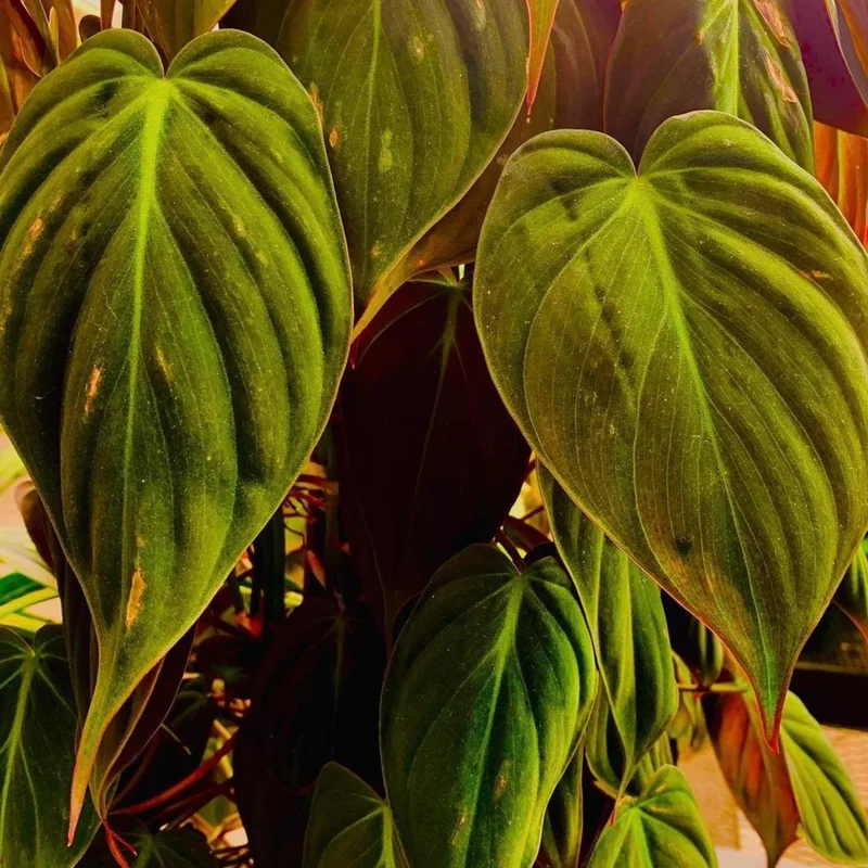 Micans Philodendron Plant Live, Red Velvet Philodendron Micans From 4 Inches Tall Bareroot, Philodendron Micans Plant Live House Plant