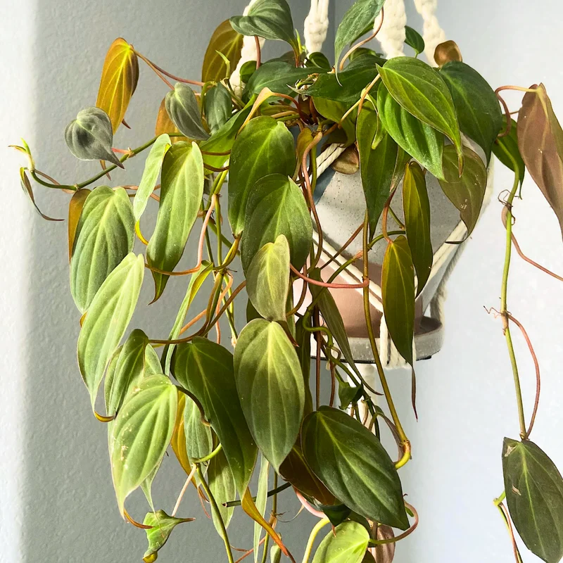 Micans Philodendron Plant Live, Red Velvet Philodendron Micans From 4 Inches Tall Bareroot, Philodendron Micans Plant Live House Plant