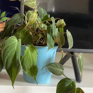 Micans Philodendron Plant Live, Red Velvet Philodendron Micans From 4 Inches Tall Bareroot, Philodendron Micans Plant Live House Plant