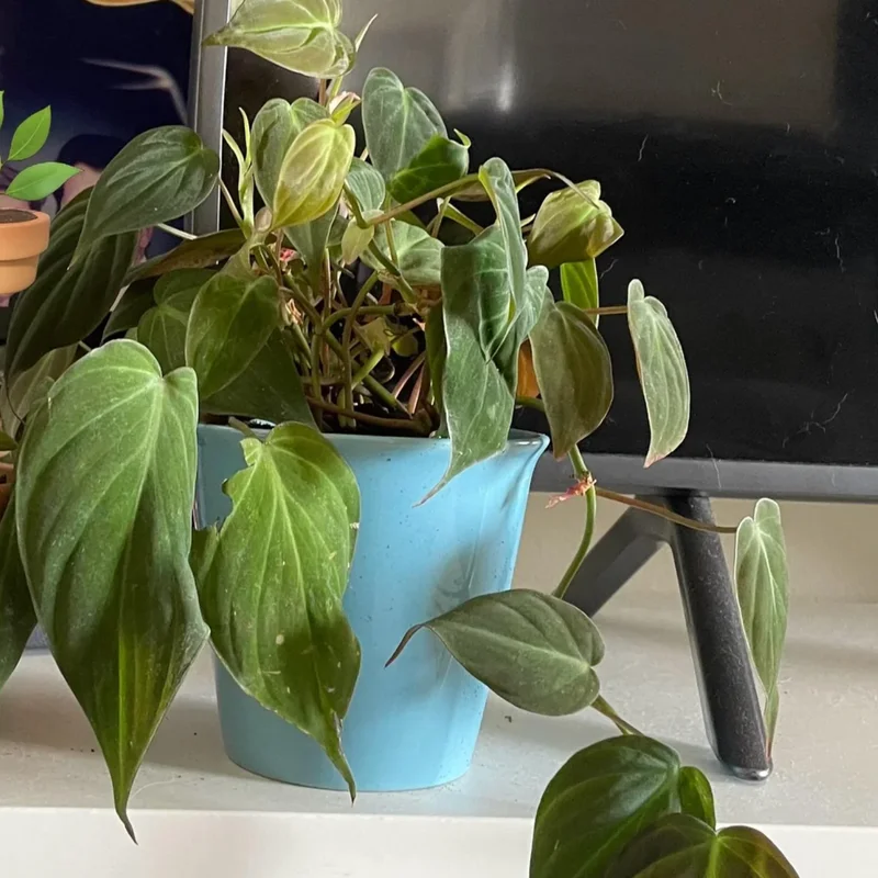 Micans Philodendron Plant Live, Red Velvet Philodendron Micans From 4 Inches Tall Bareroot, Philodendron Micans Plant Live House Plant