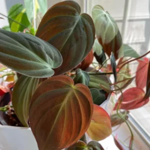 Micans Philodendron Plant Live, Red Velvet Philodendron Micans From 4 Inches Tall Bareroot, Philodendron Micans Plant Live House Plant