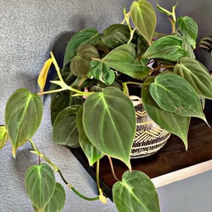 Philodendron Micans, Philodendron Micans Live Plant, Philodendron Micans Velvet Leaf Plant From 4 To 6 Inches Tall No Pot