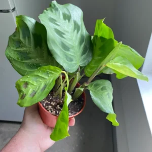 2 Prayer Plants Live House Plants, Maranta Plants Live, Calathea Prayer Plants Live, House Plants 4 To 5 Inches Tall No Pot