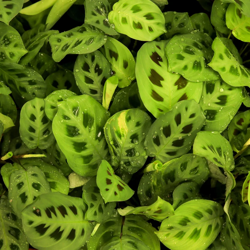 2 Prayer Plants Live, Maranta Prayer Plants, Prayer Plants Live Indoor, Live Prayer House Plants From 5 Inches Heigth No Pot