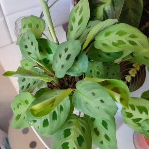 2 Prayer Plants Live House Plants, Maranta Plants Live, Calathea Prayer Plants Live, House Plants 4 To 5 Inches Tall No Pot