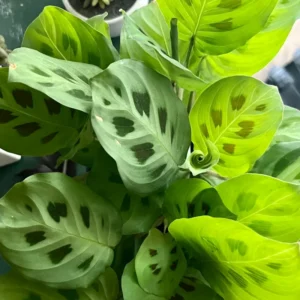 2 Prayer Plants Live, Maranta Prayer Plants, Prayer Plants Live Indoor, Live Prayer House Plants From 5 Inches Heigth No Pot