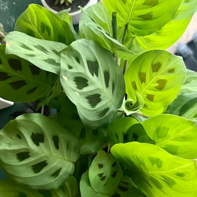 2 Prayer Plants Live, Maranta Prayer Plants, Prayer Plants Live Indoor, Live Prayer House Plants From 5 Inches Heigth No Pot