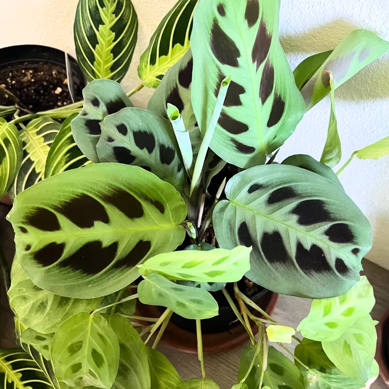 2 Prayer Plants Live, Maranta Prayer Plants, Prayer Plants Live Indoor, Live Prayer House Plants From 5 Inches Heigth No Pot