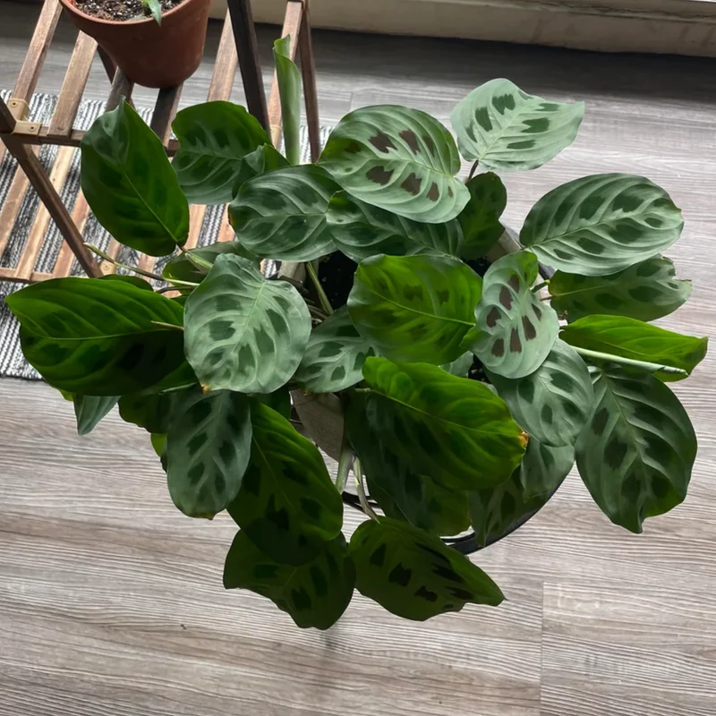 2 Prayer Plants Live, Maranta Prayer Plants, Prayer Plants Live Indoor, Live Prayer House Plants From 5 Inches Heigth No Pot