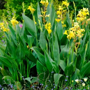 3 Canna Lily, Mix Canna Lilies Flower Plants, Multi Color Canna Lily Plants For Fall Planting, 4 Inches Tall Canna Lily Plants Bareroot